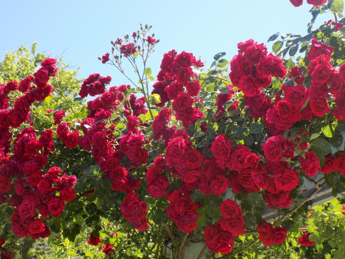 Des Roses Hotel Platanias  Buitenkant foto