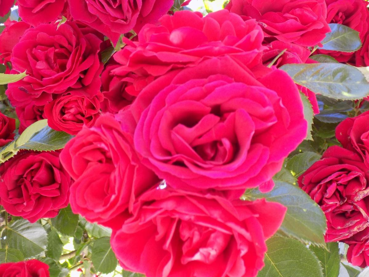 Des Roses Hotel Platanias  Buitenkant foto